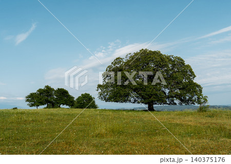 A tree grows on a grassy hill under a bright blue sky. An autumn landscape as a computer screensaver A tree grows on a grassy hill under a bright blue sky. An autumn landscape as a computer screensaver 140375176