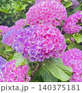 美しい満開の紫陽花 140375181