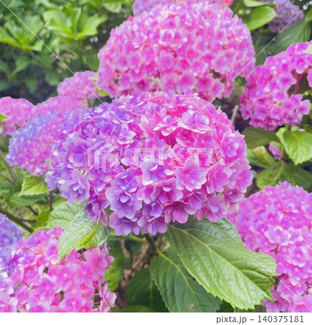 美しい満開の紫陽花 美しい満開の紫陽花 140375181