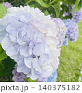 紫陽花の横顔 140375182