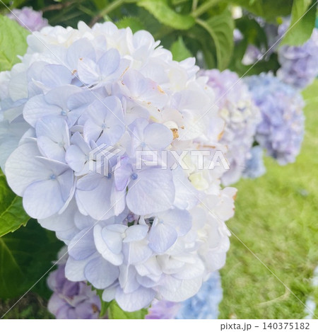 紫陽花の横顔 紫陽花の横顔 140375182