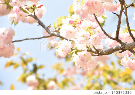 晴れやかなピンクの八重桜 140375336
