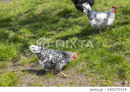 Chickens grazing on green grass in Prerov nad Labem Chickens grazing on green grass in Prerov nad Labem 140375534