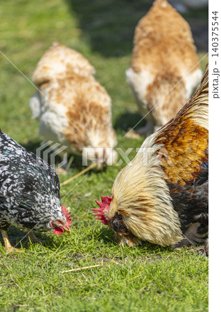 Chickens and rooster pecking grass in farm field Chickens and rooster pecking grass in farm field 140375544