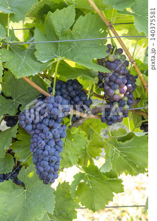 Ripe blue grapes growing in sunny vineyard Ripe blue grapes growing in sunny vineyard 140375581