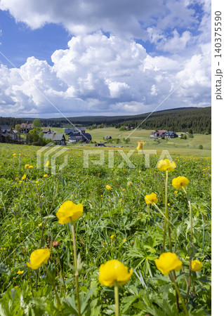 Yellow flowers blooming in Jizerka meadow Jizera Mountains village Yellow flowers blooming in Jizerka meadow Jizera Mountains village 140375590