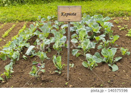 Kapusta cabbage plants growing in a family garden in Zuberec, Slovakia Kapusta cabbage plants growing in a family garden in Zuberec, Slovakia 140375596
