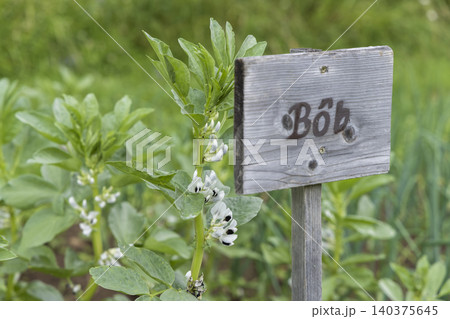 Broad bean plant blooming next to Bob sign in garden Broad bean plant blooming next to Bob sign in garden 140375645