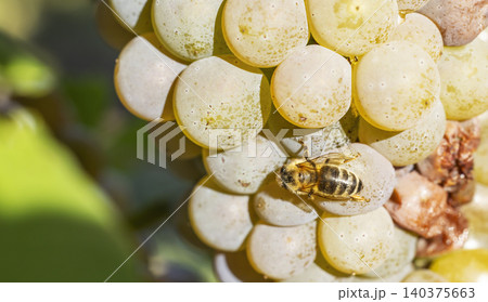 Bee resting on ripe white grapes in vineyard Bee resting on ripe white grapes in vineyard 140375663