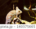 枝にとまるカメレオン 140375665
