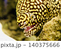 ウツボ 140375666