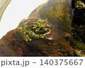 休憩中のカエル 140375667