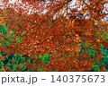 燃えるような紅葉 140375673