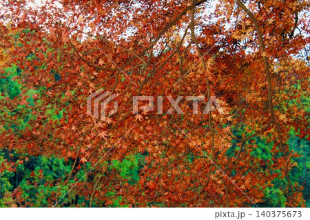燃えるような紅葉 140375673