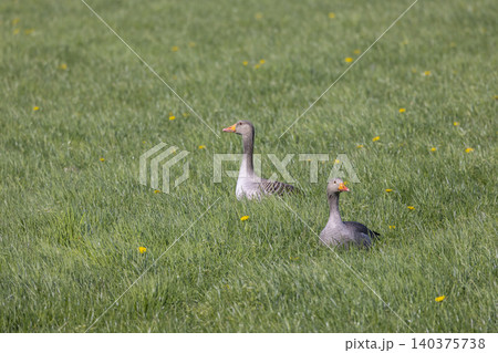 Two greylag geese resting in Grootschermer field Two greylag geese resting in Grootschermer field 140375738