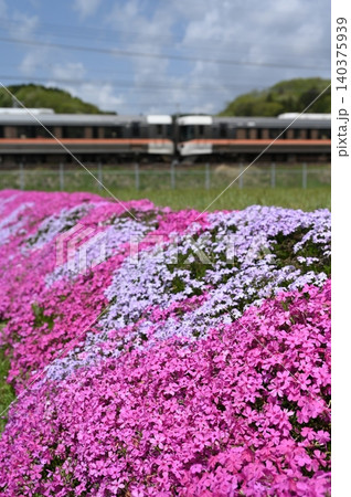 中央西線沿線に咲く芝桜と383系しなの 中央西線沿線に咲く芝桜と383系しなの 140375939