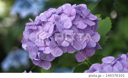 雨に濡れた紫の紫陽花 雨に濡れた紫の紫陽花 140376101