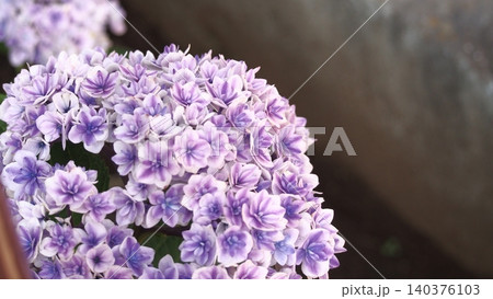 紫色の紫陽花 紫色の紫陽花 140376103