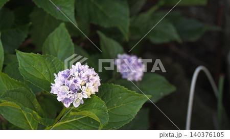 多数の青色の装飾花を備えるアジサイの手毬咲きの花房をクローズアップで撮影した写真 多数の青色の装飾花を備えるアジサイの手毬咲きの花房をクローズアップで撮影した写真 140376105