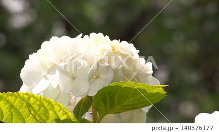 白い紫陽花 140376177