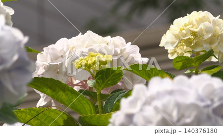 白い紫陽花 140376180