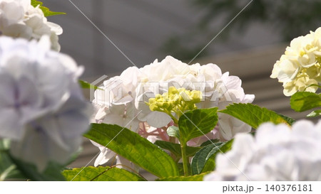 白い紫陽花 140376181