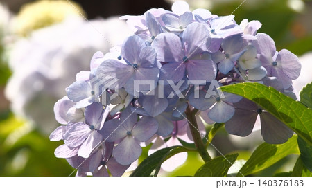紫色の紫陽花 140376183