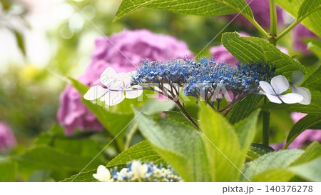 紫色の紫陽花 紫色の紫陽花 140376278