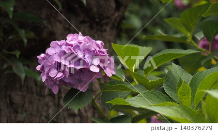 薄紫色の紫陽花 薄紫色の紫陽花 140376279