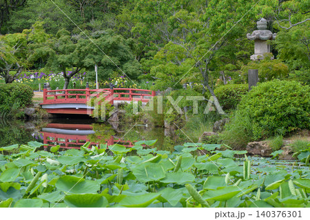 初夏の日本庭園と蓮池に架かる朱塗りの太鼓橋 初夏の日本庭園と蓮池に架かる朱塗りの太鼓橋 140376301