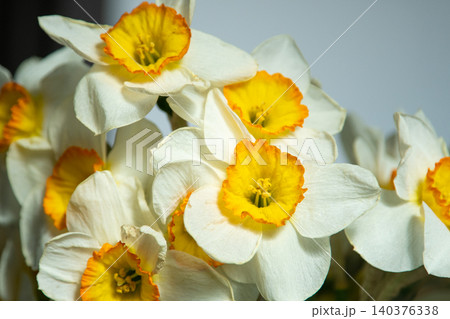 White Daffodil Flowers bud with Bright Orange Cups in Spring Bouquet CloseUp floral Background White Daffodil Flowers bud with Bright Orange Cups in Spring Bouquet CloseUp floral Background 140376338