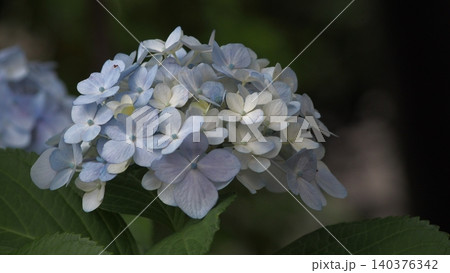 薄青色い紫陽花 140376342