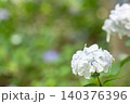 白い紫陽花とコピースペース 140376396