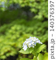 白い紫陽花と新緑の背景 140376397