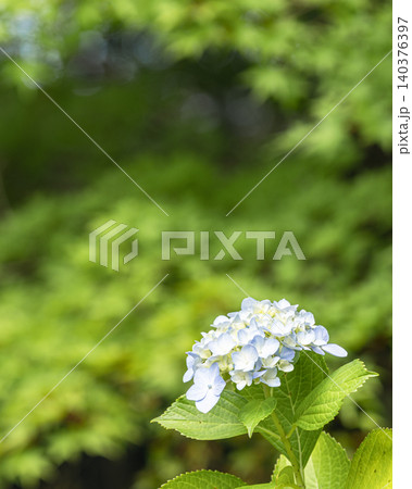 白い紫陽花と新緑の背景 白い紫陽花と新緑の背景 140376397