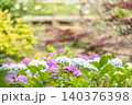 新緑と白い紫陽花 140376398