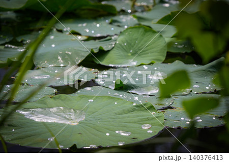 蓮の葉にきらめく水滴と夏の木漏れ日 蓮の葉にきらめく水滴と夏の木漏れ日 140376413