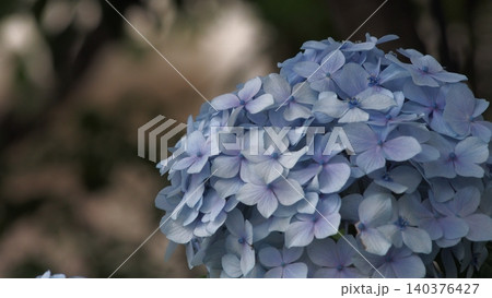 青色の紫陽花 140376427