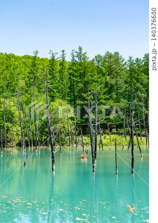 《北海道》日本の絶景 春の青空と美瑛の青い池(令和8年6月) 《北海道》日本の絶景 春の青空と美瑛の青い池(令和8年6月) 140376680