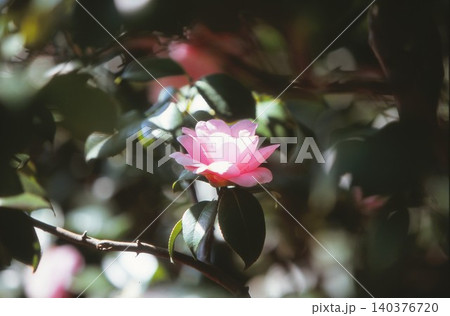 ポジフィルムで撮影した椿の花 ポジフィルムで撮影した椿の花 140376720