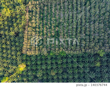 Top view aerial shot of the palm grove in the morning,palm grove and shadows from palm trees,Amazing nature trees background 140376744