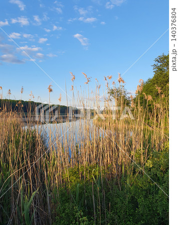 Scenic landscape with tall dry reeds on the shore of a lake during a golden sunset Scenic landscape with tall dry reeds on the shore of a lake during a golden sunset 140376804