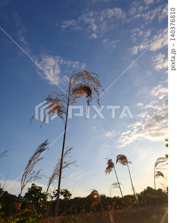 Reed stalks against a bright blue sky with cirrus clouds in the rays of the evening sun. Summer natural landscape 140376810