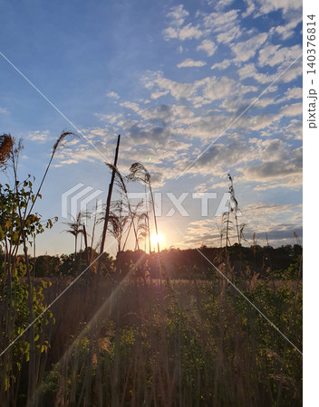 Picturesque sunset over a field of reeds. Bright sun rays break through the silhouettes of plants 140376814