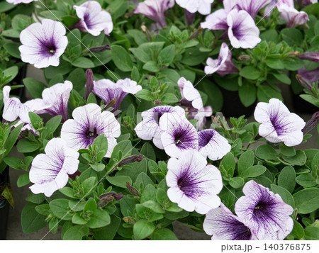 Purple petunia blooms in nursery trays, closeup of speckled petals and lush green foliage under soft natural light creating calm, versatile broll for gardening, floral, and seasonal background use 140376875