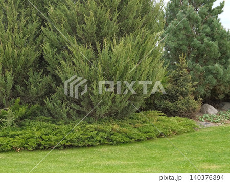 Different types of shrubbery, shrubs, stone path surrounded by evergreen trees. Professional Landscaping with lots of flowers, plants, rocks on the ground. Garden Daily Idea. English style. Real Video Different types of shrubbery, shrubs, stone path surrounded by evergreen trees. Professional Landscaping with lots of flowers, plants, rocks on the ground. Garden Daily Idea. English style. Real Video 140376894