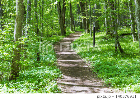 Peaceful hiking trail surrounded by vibrant green trees in a quiet forest setting Peaceful hiking trail surrounded by vibrant green trees in a quiet forest setting 140376911