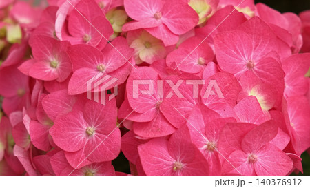 Hydrangea macrophylla blooming. Magenta, yellow green pink heads of bigleaf hydrangea flower petals. Beautiful Garden. Landscaping trend. Shrubbery blooms in backyard. Green landscaped design. Closeup Hydrangea macrophylla blooming. Magenta, yellow green pink heads of bigleaf hydrangea flower petals. Beautiful Garden. Landscaping trend. Shrubbery blooms in backyard. Green landscaped design. Closeup 140376912