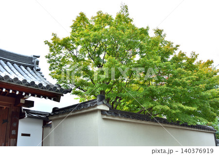 入信院の青紅葉 140376919