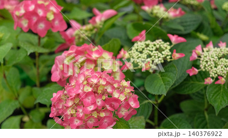 Hydrangea macrophylla blooming. Magenta, yellow green pink heads of bigleaf hydrangea flower petals. Beautiful Garden. Landscaping trend. Shrubbery blooms in backyard. Green landscaped design. Closeup Hydrangea macrophylla blooming. Magenta, yellow green pink heads of bigleaf hydrangea flower petals. Beautiful Garden. Landscaping trend. Shrubbery blooms in backyard. Green landscaped design. Closeup 140376922